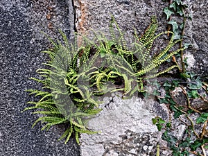 Maidenhair spleenwort

Scientific name: Asplenium trichomanes